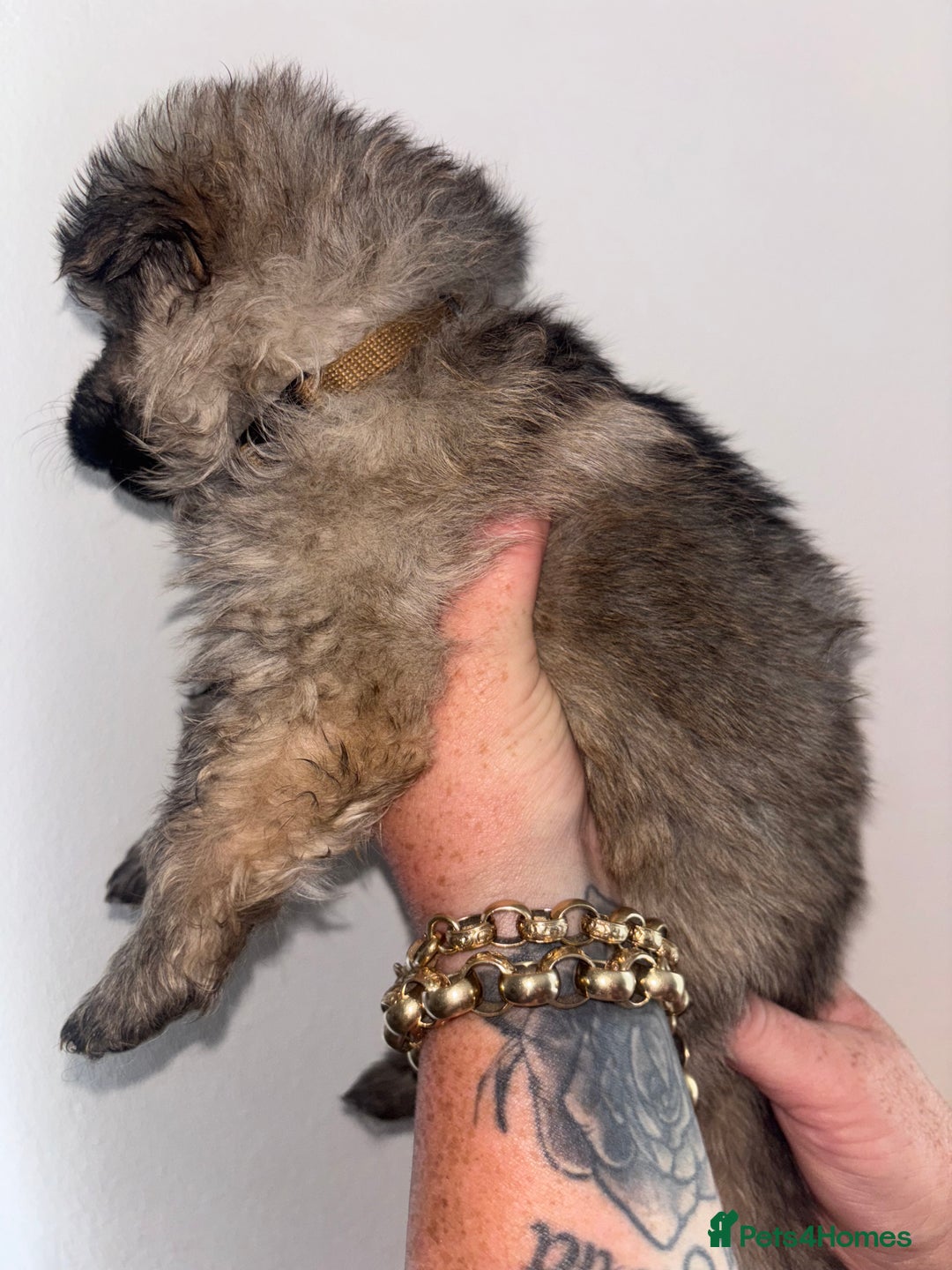 German Shepherd dogs for sale: Beautiful German Shepard puppies - Image 18