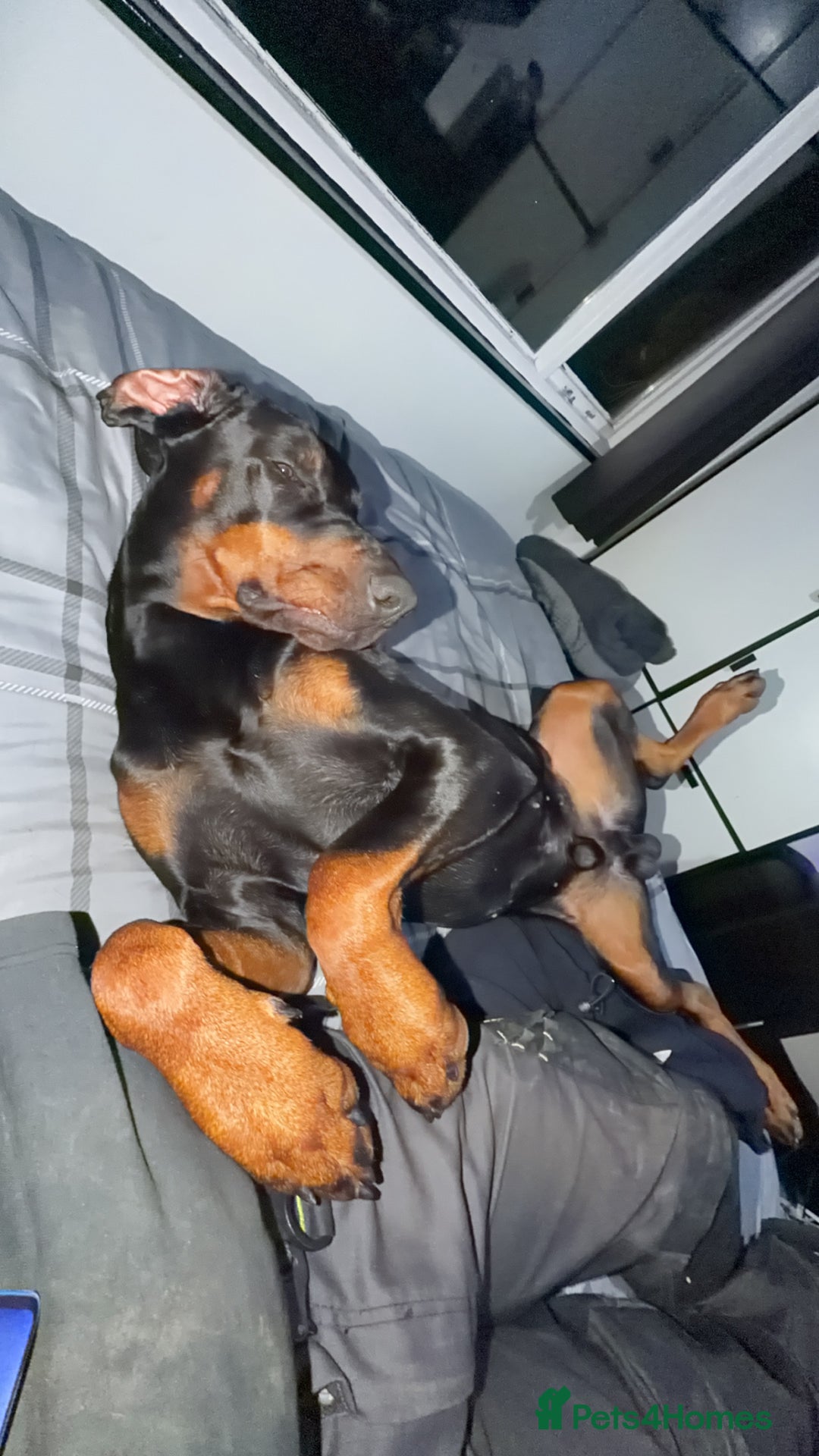 Gallery Image {{count}}