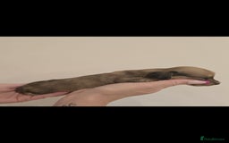 Miniature Dachshund dogs for sale: Champion line creams  - Advert 6