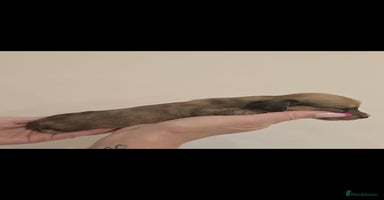 Miniature Dachshund dogs - Advert 2