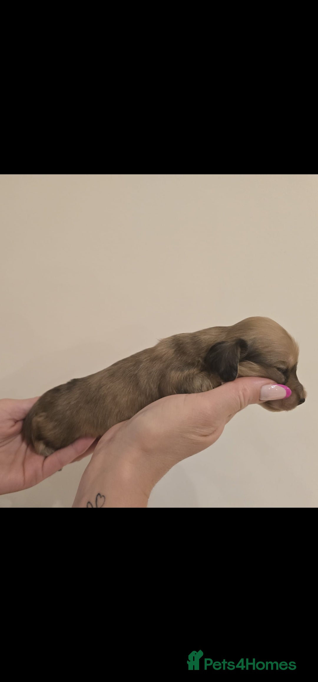 Miniature Dachshund dogs for sale: Champion line creams  - Advert 6