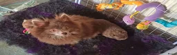 Pomeranian dogs for sale: Amazing Tiny lilac pomeranian girls  - Advert 10