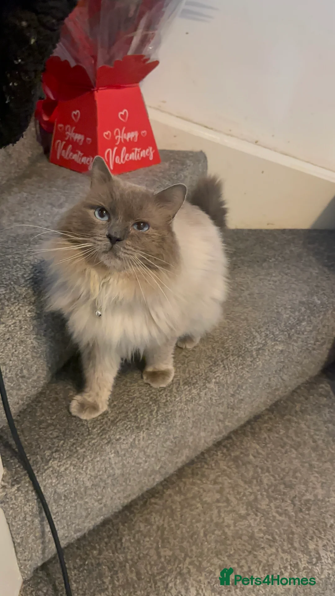 Ragdoll cats for sale: 2 ragdoll cats  - Advert 7