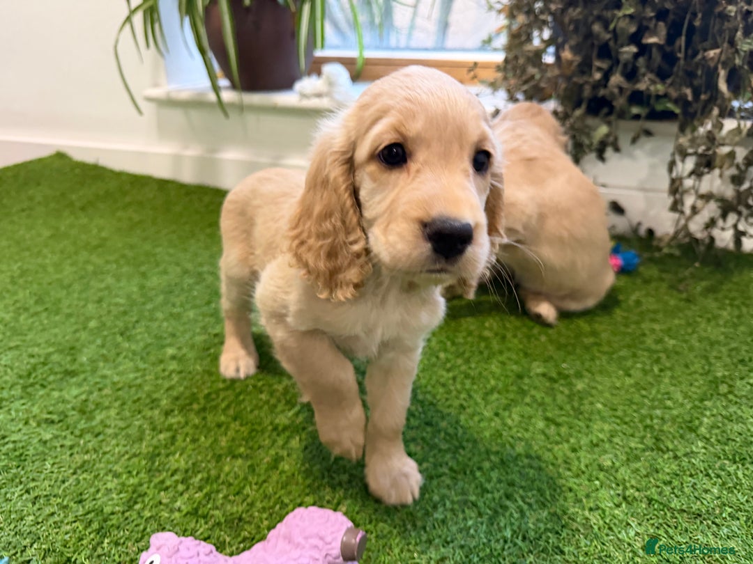 Cocker Spaniel dogs for sale: 7 Stunning Cocker Spaniel Puppies - Advert 13