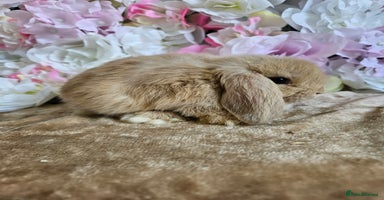 Mini Lop rabbits - Advert 11