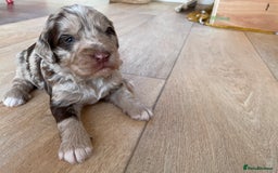 Sproodle dogs for sale: Sproodle Puppy 3 - 💥 Rare Gorgeous Chocolate Merle Sproodles 🐶 - Image 8