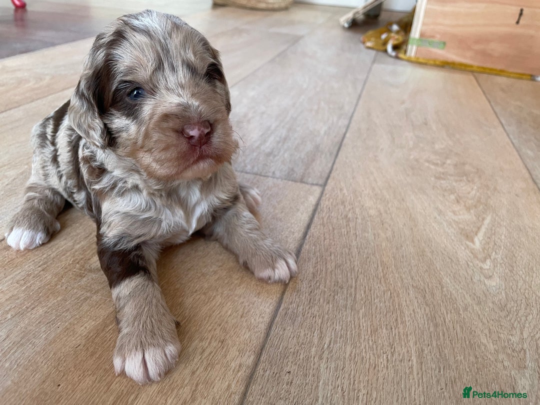 Sproodle dogs for sale: Sproodle Puppy 3 - 💥 Rare Gorgeous Chocolate Merle Sproodles 🐶 - Image 8
