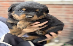 Rottweiler dogs for sale: 5 chunky pure pedigree Rottweiler pups - Image 16