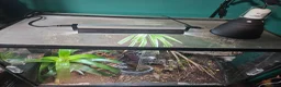 Frog reptiles for sale: Australian whites tree frogs & terrarium BREEDING - Advert 9