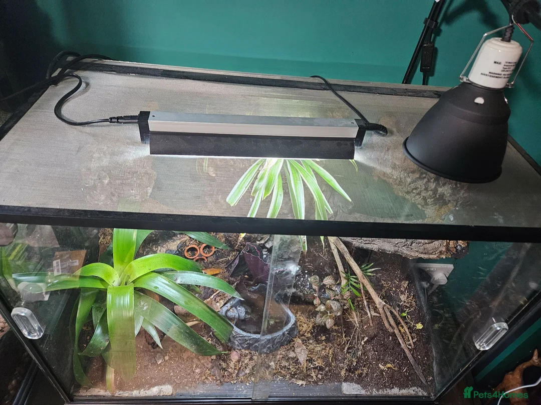Frog reptiles for sale: Australian whites tree frogs & terrarium BREEDING - Advert 9
