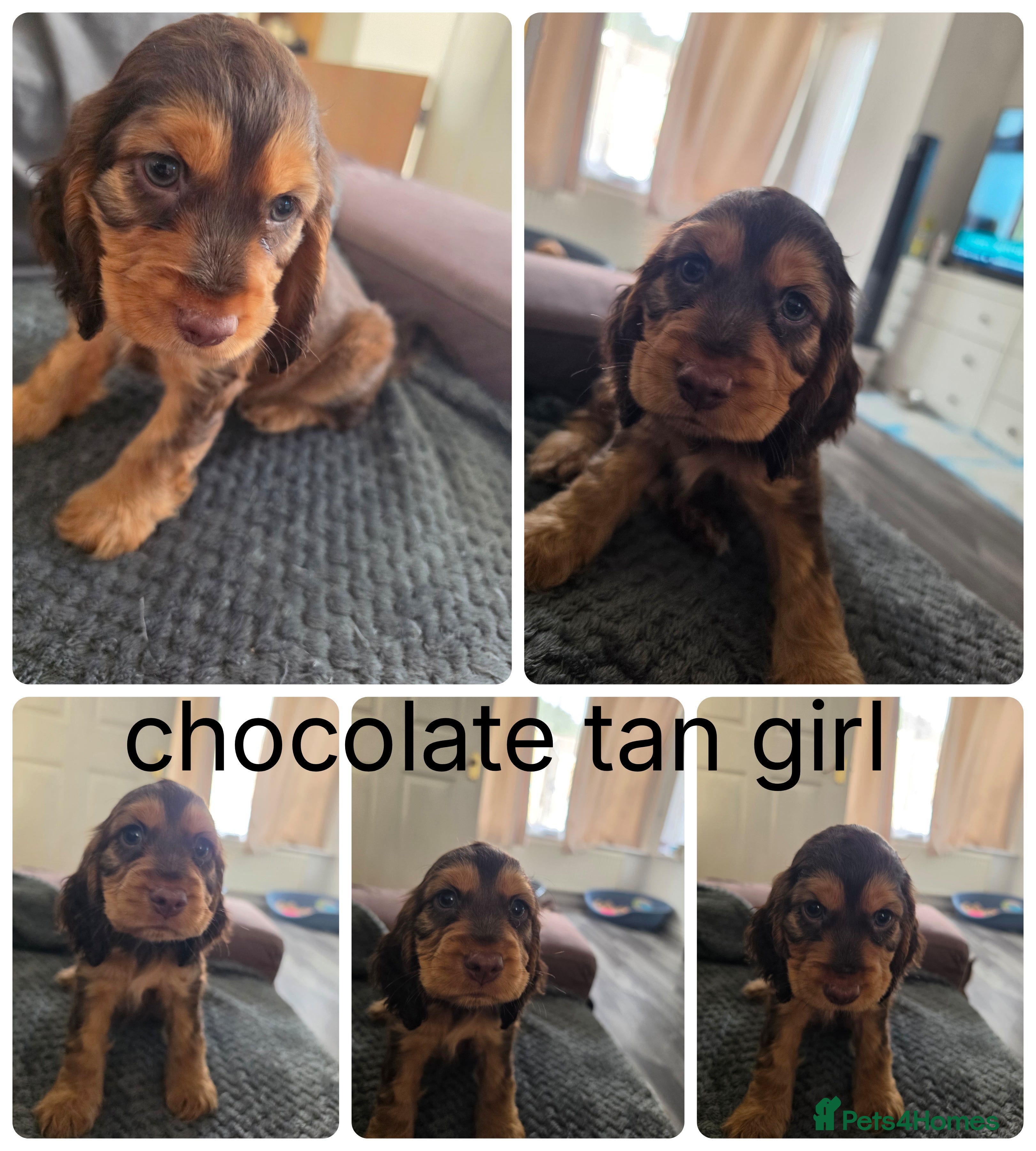 Cocker Spaniel dogs Beautiful cocker spaniel puppys  1 girl 3 boys - Advert 2