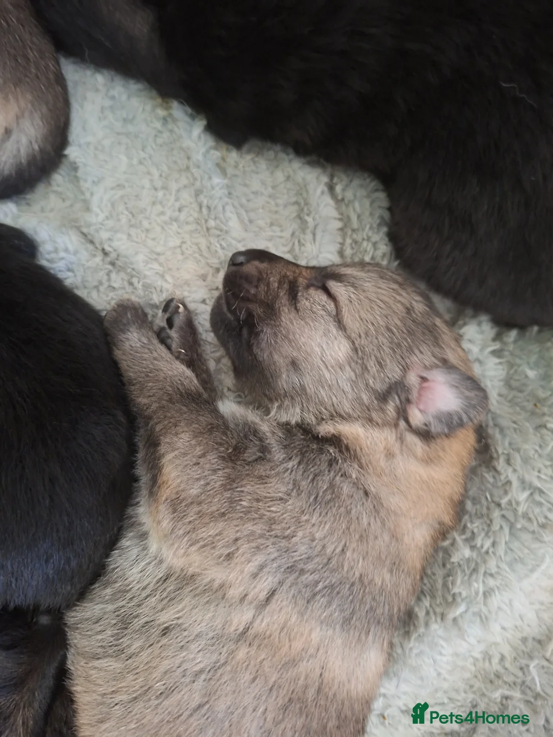German Shepherd dogs for sale: German shepherd pups - Advert 8