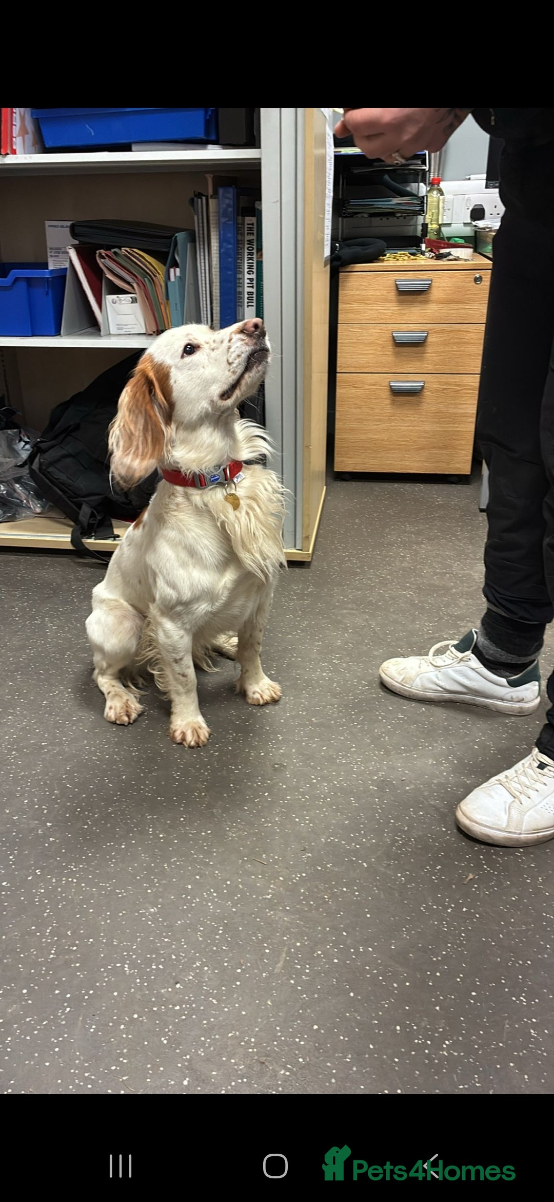 Cocker Spaniel dogs for sale: Cocker Spaniel Charlie - Advert 1