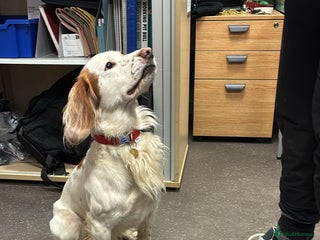 Cocker Spaniel dogs Cocker Spaniel Charlie - Advert 1