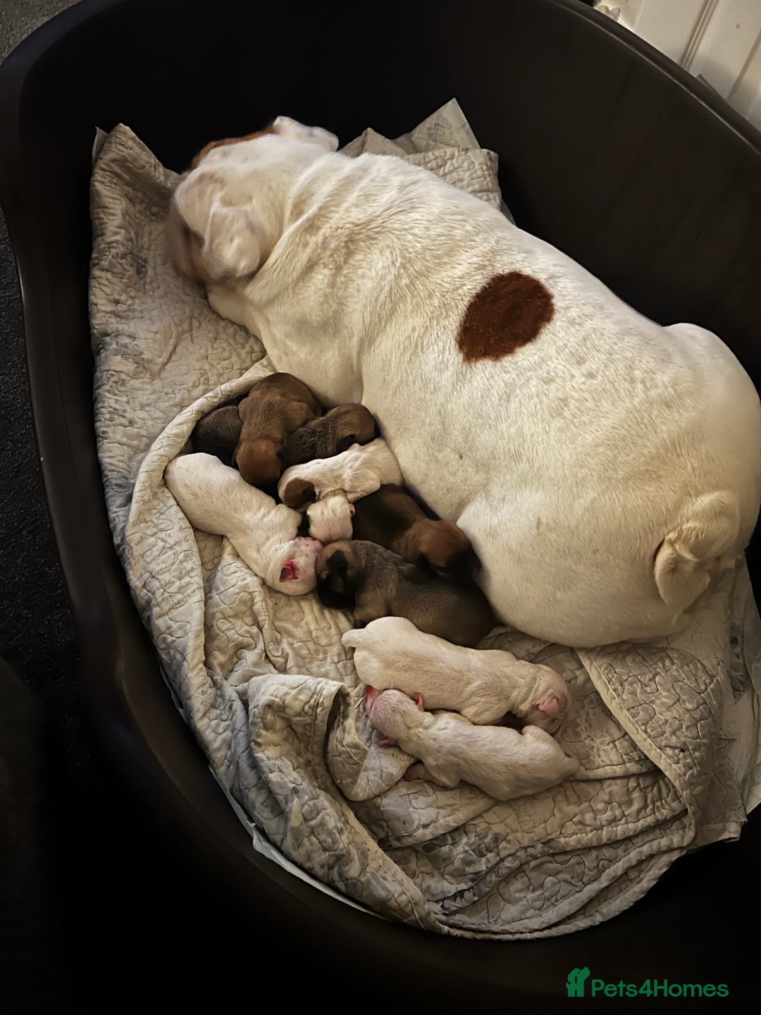 Mixed Breed dogs for sale: Bulldach Puppies - Image 19