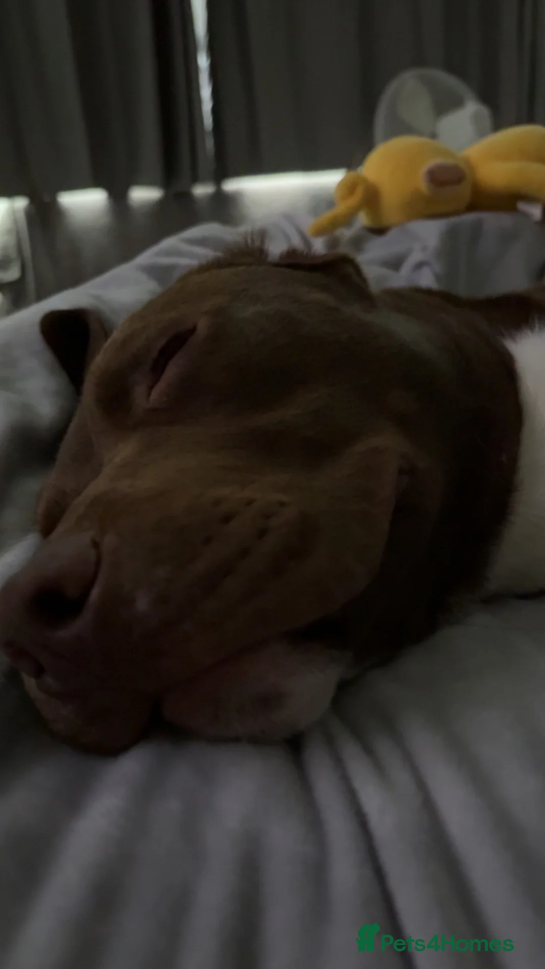 Cockerdor dogs for sale: This is Rolo he is 8 months old. in Birmingham - Advert 12