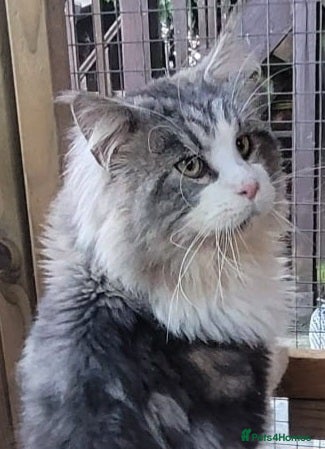 Maine Coon cats Beautiful big GCCF Reg boy for sale - Advert 13