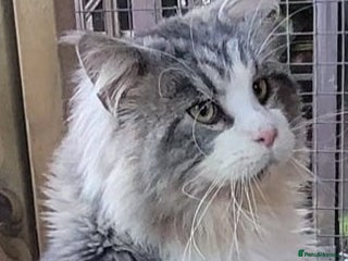 Maine Coon cats Absolutely huge boy GCCF active reg for sale - Advert 4