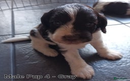 Sproodle dogs for sale: F1 Parti Sproodles 💥 REDUCED 💥 LAST TWO MALES 💥 in Kidderminster - Image 11