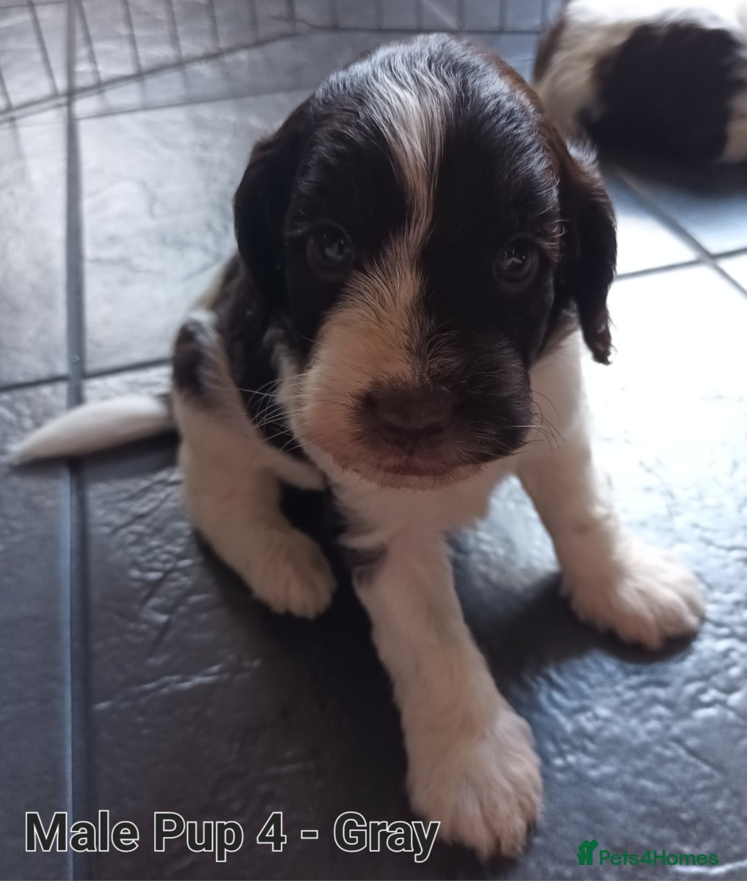 Sproodle dogs for sale: F1 Parti Sproodles 💥 REDUCED 💥 LAST TWO MALES 💥 in Kidderminster - Image 11