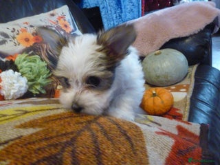 Mixed Breed dogs - Advert 20