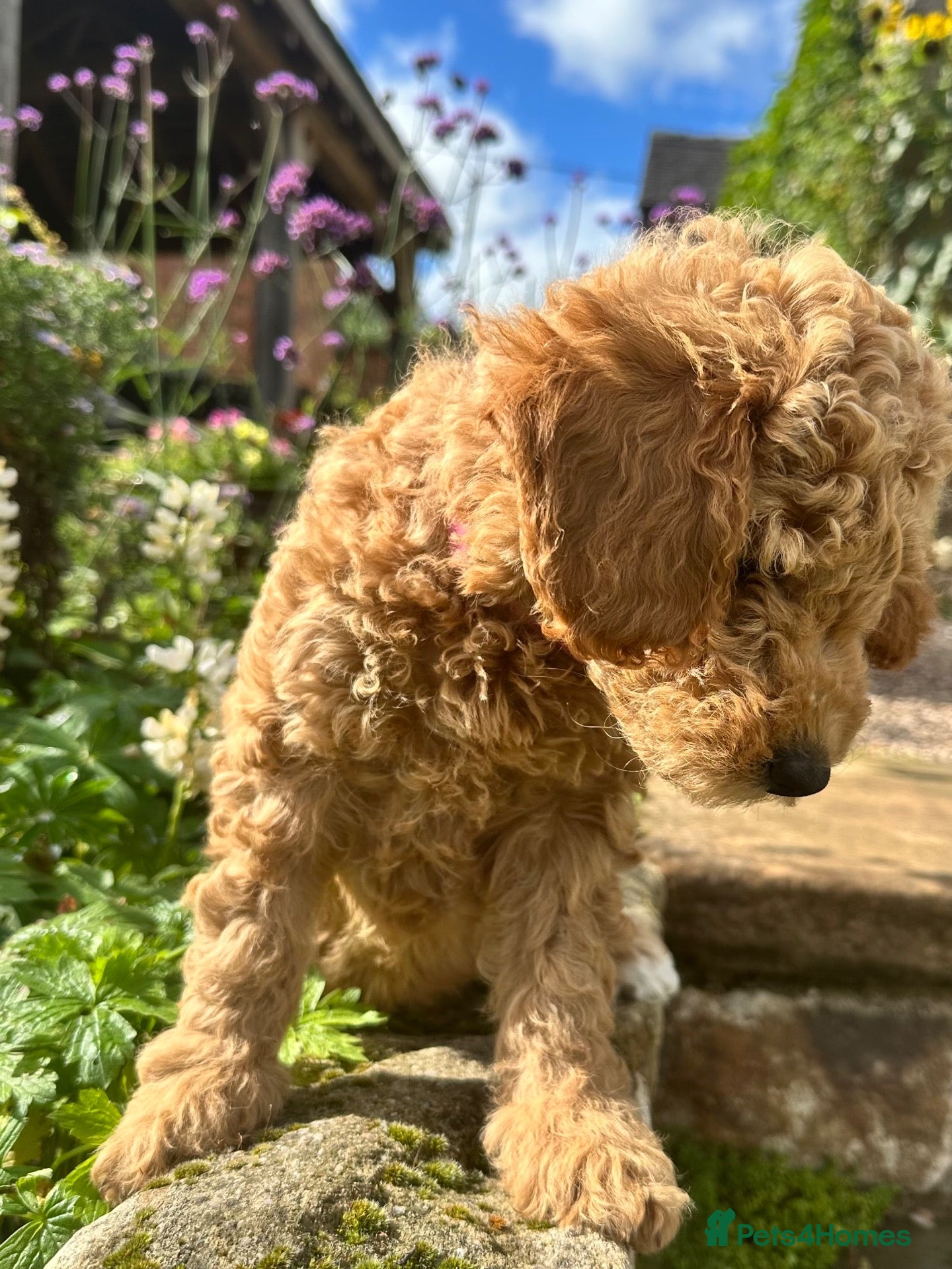 Mini Goldendoodle dogs Home bred miniature Goldendoodles - Advert 2