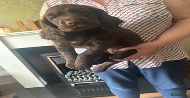Cocker Spaniel dogs - Advert 8