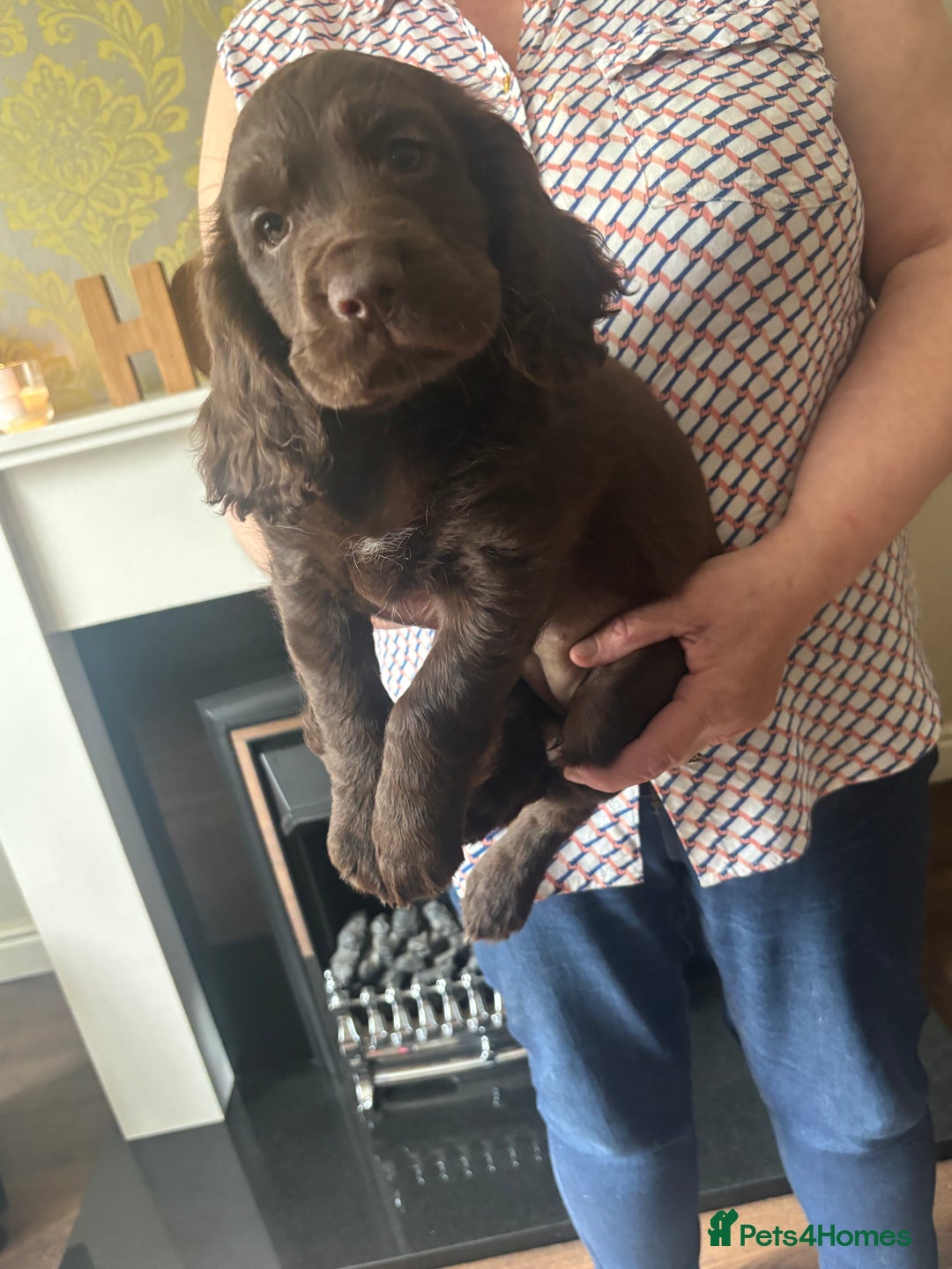 Cocker Spaniel dogs for sale: Stunning Health checked girl🩷ready to go now🐶 - Image 3