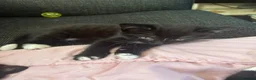 British Shorthair cats for sale: Black and white kittens - Advert 8