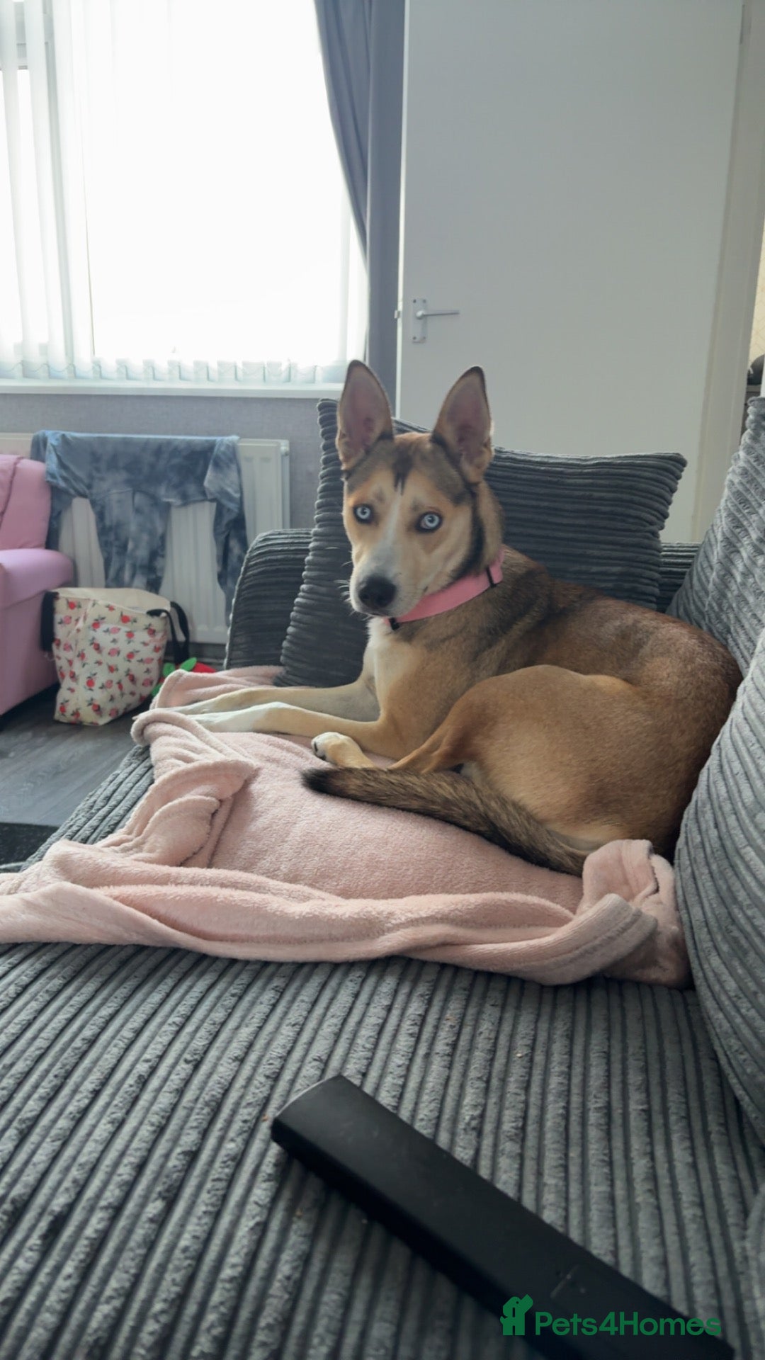 Mixed Breed dogs Lola 18 months old  - Advert 5