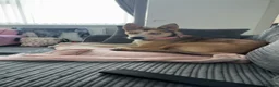 Mixed Breed dogs for sale: Lola 18 months old  in Runcorn - Advert 1