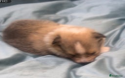 Shetland Sheepdog dogs for sale: Sheltie Puppies - Advert 3