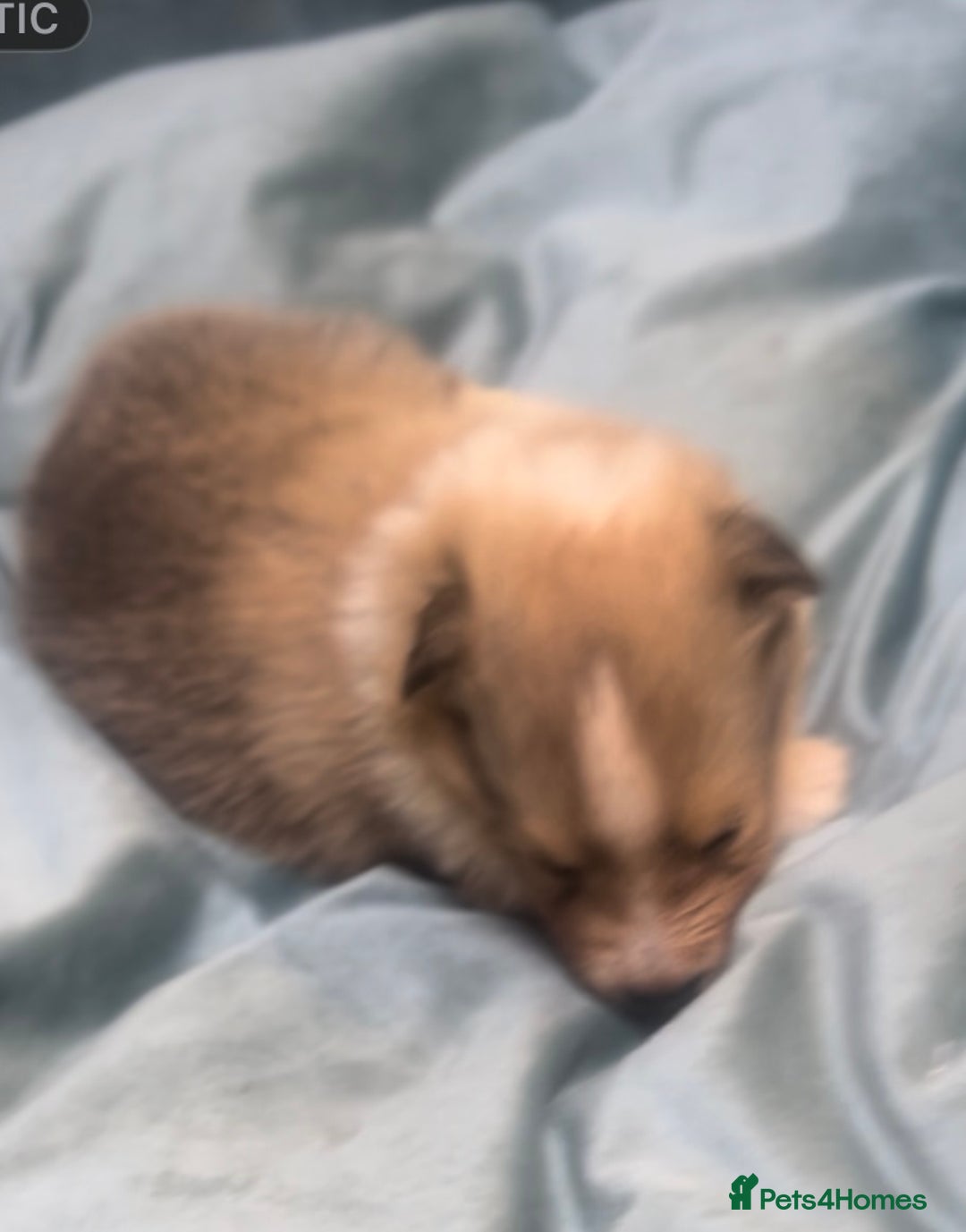 Shetland Sheepdog dogs for sale: Sheltie Puppies - Advert 3
