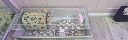 Pygmy Hedgehog rodents for sale: Baby hoglet  - Advert 5