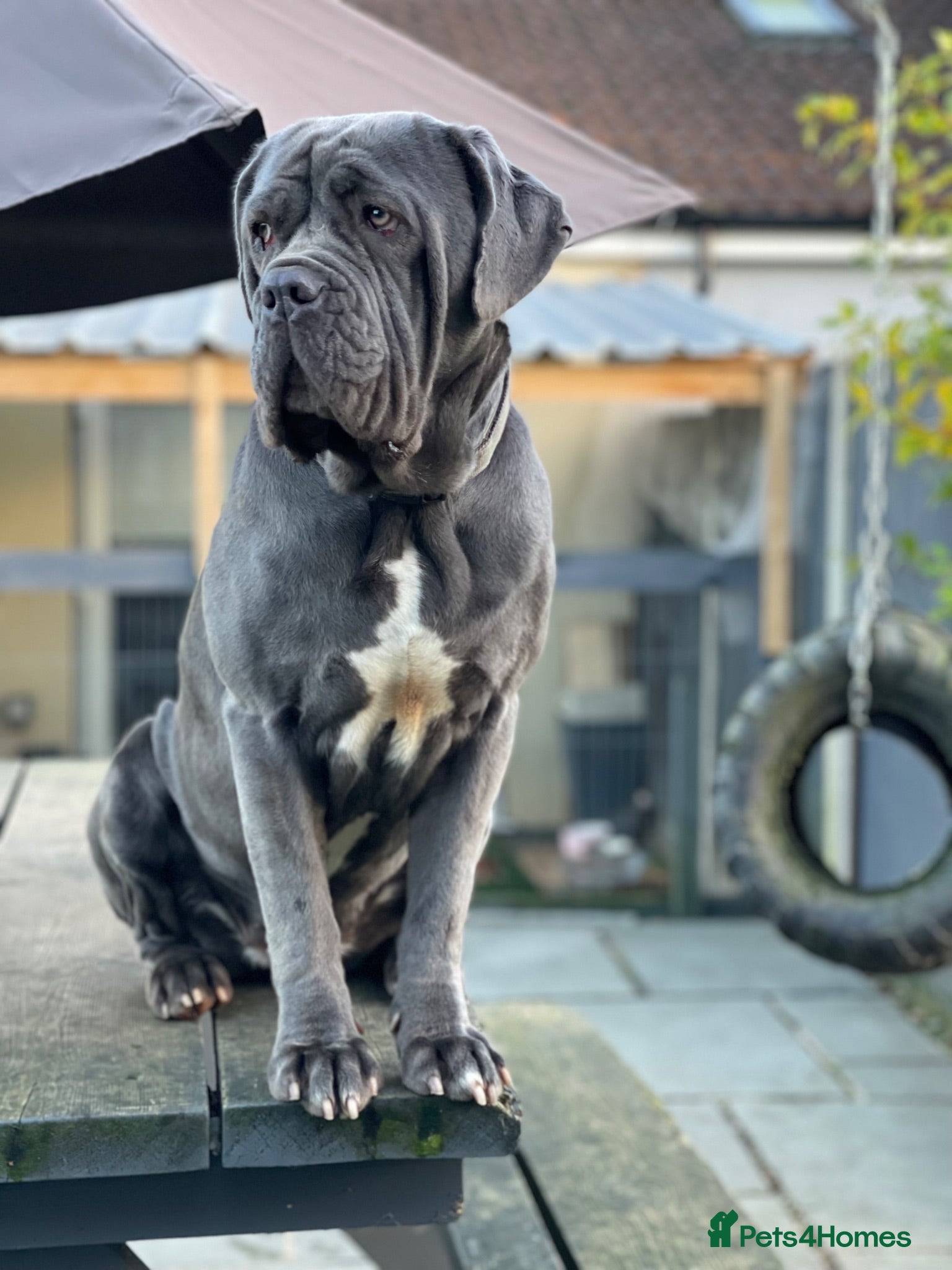 Mixed Breed dogs Neapolitan mastiff - Advert 8