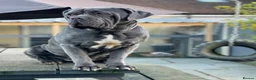Mixed Breed dogs for sale: Neapolitan mastiff - Advert 1