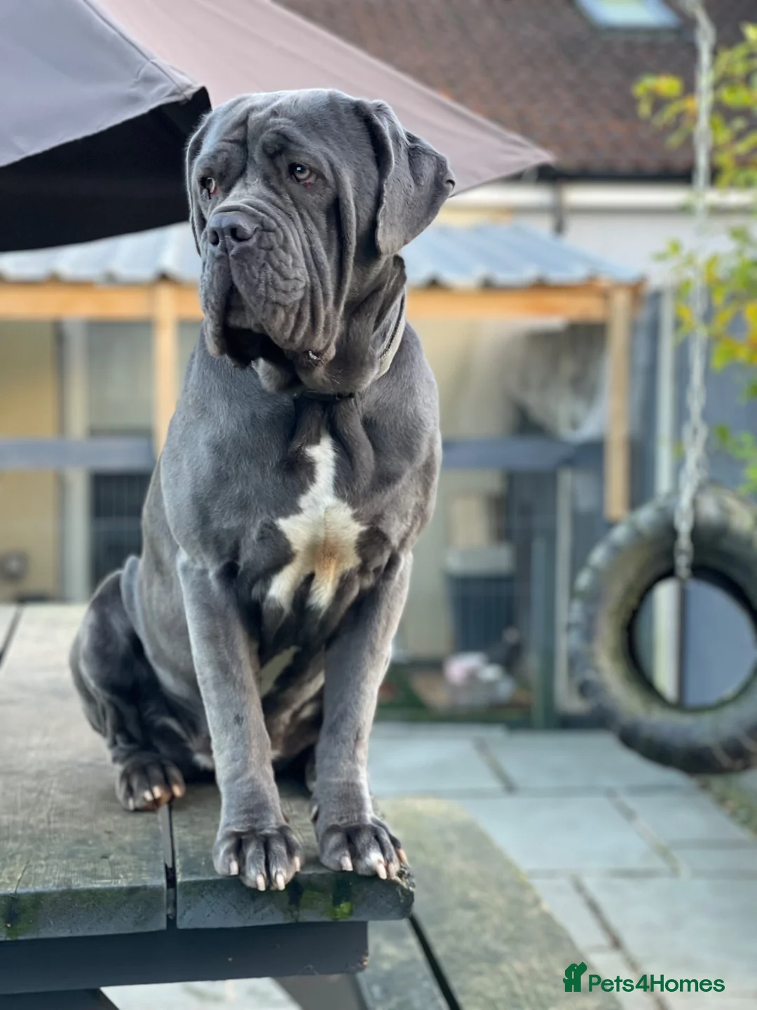 Mixed Breed dogs for sale: Neapolitan mastiff - Advert 1