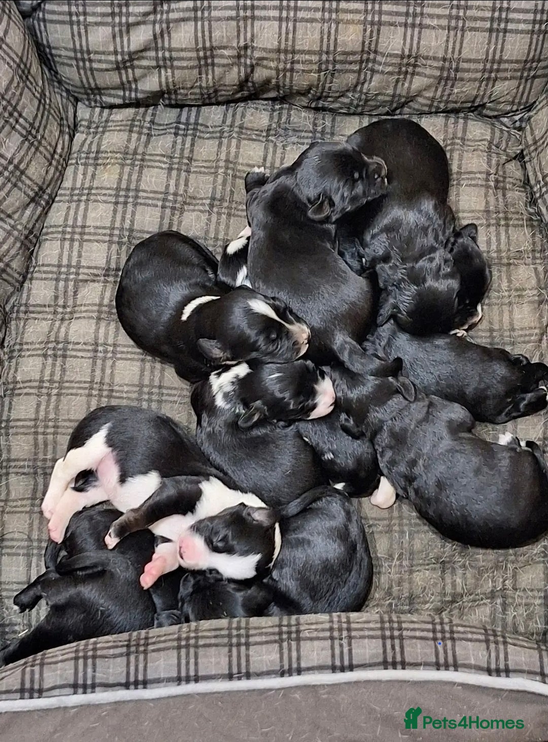 Mixed Breed dogs for sale: Beautiful Puppies. Girls & Boys. Spaniel x Collie - Advert 1