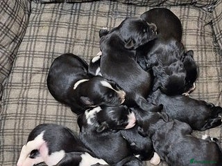 Mixed Breed dogs Beautiful Puppies. Girls & Boys. Spaniel x Collie - Advert 1