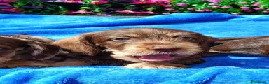 Miniature Dachshund 3