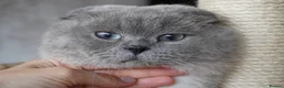 Scottish Fold cats for sale: 💙Handsome Scottish Fold💙 - Advert 2