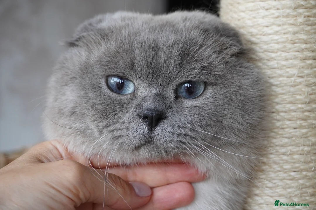 Scottish Fold cats for sale: 💙Handsome Scottish Fold💙 - Advert 2