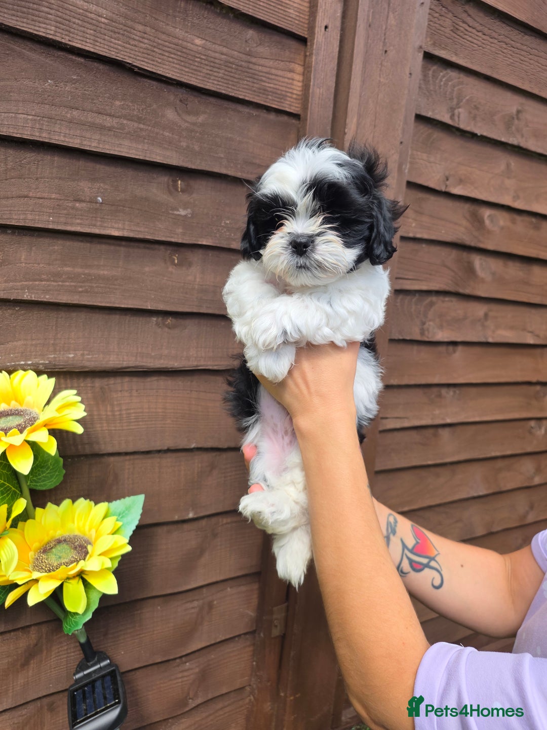 Shih Tzu dogs for sale: Beautiful shitzu puppies for sale - Image 15