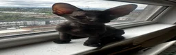 Mixed Breed cats for sale: CROSSED PETERBALD ✅✅✅ - Advert 3