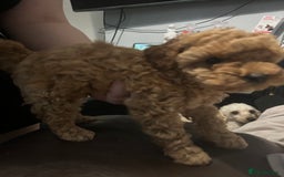 Toy Poodle dogs for sale:  Toy poodle apricot male  - Advert 4