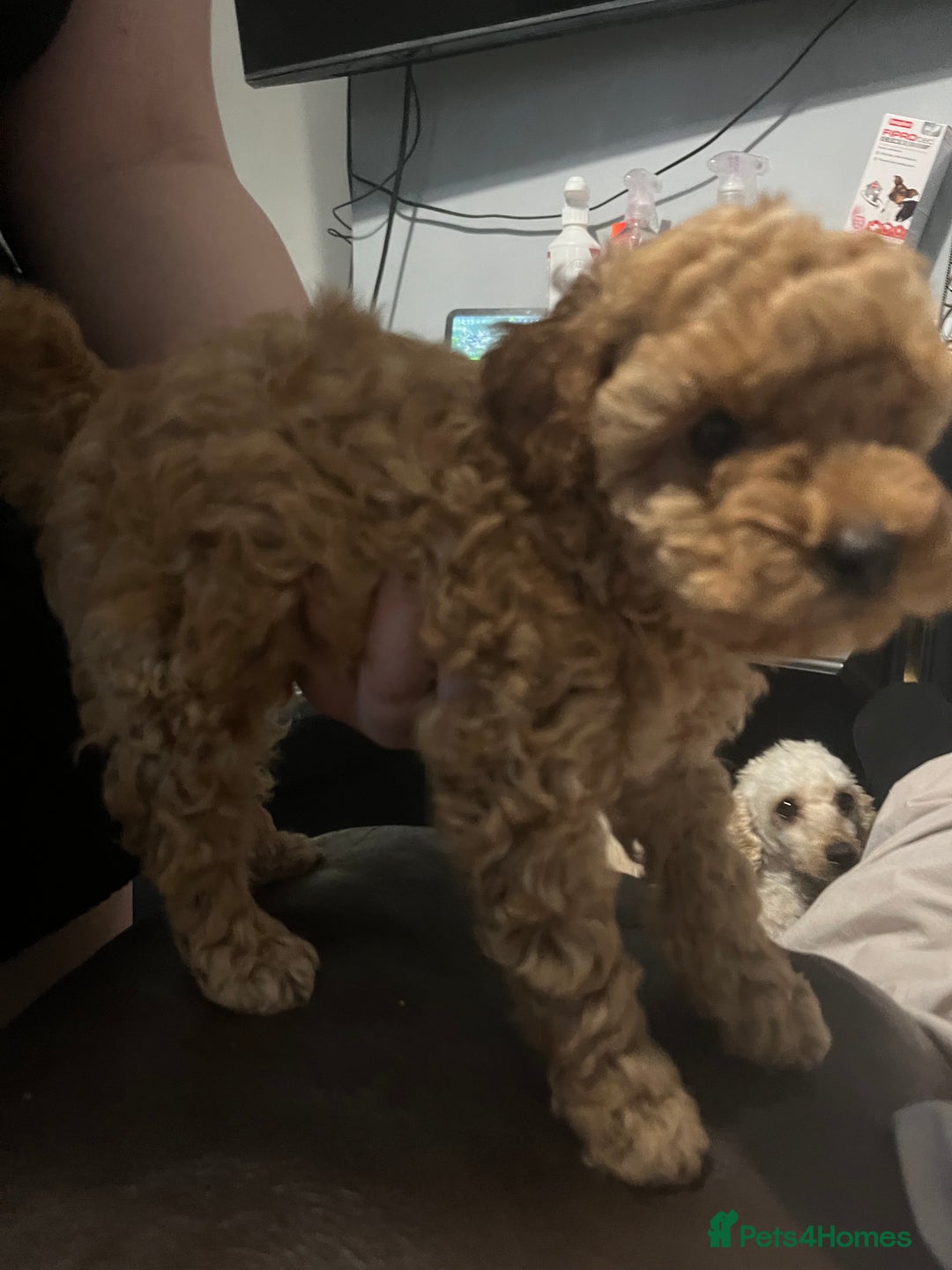 Toy Poodle dogs for sale:  Toy poodle apricot male  - Advert 4
