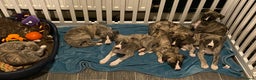 Whippet dogs for sale: 🐾✨ Exceptional Brindle Whippet Puppies✨🐾 - Advert 1