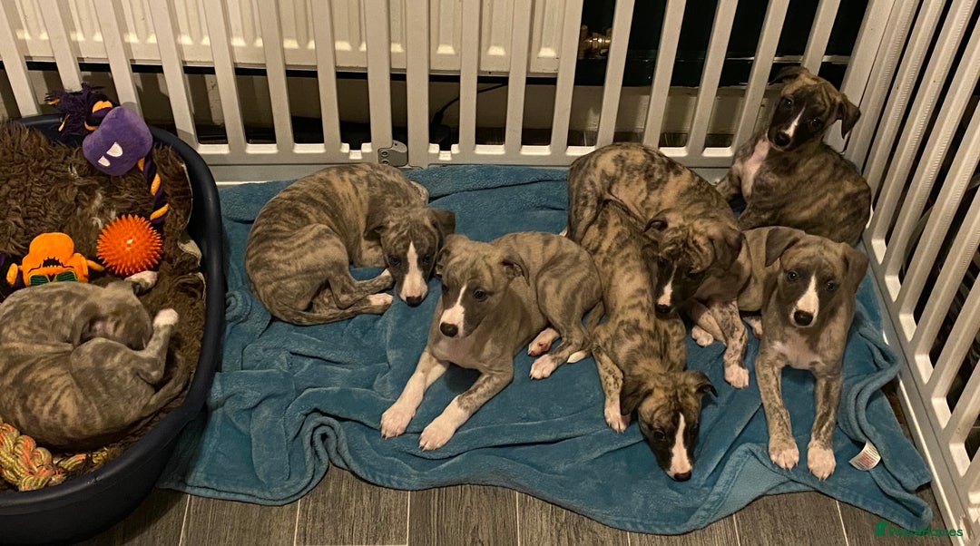 Whippet dogs for sale: 🐾✨ Exceptional Brindle Whippet Puppies✨🐾 - Advert 1