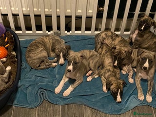 Whippet dogs 🐾✨ Exceptional Brindle Whippet Puppies✨🐾 - Advert 18