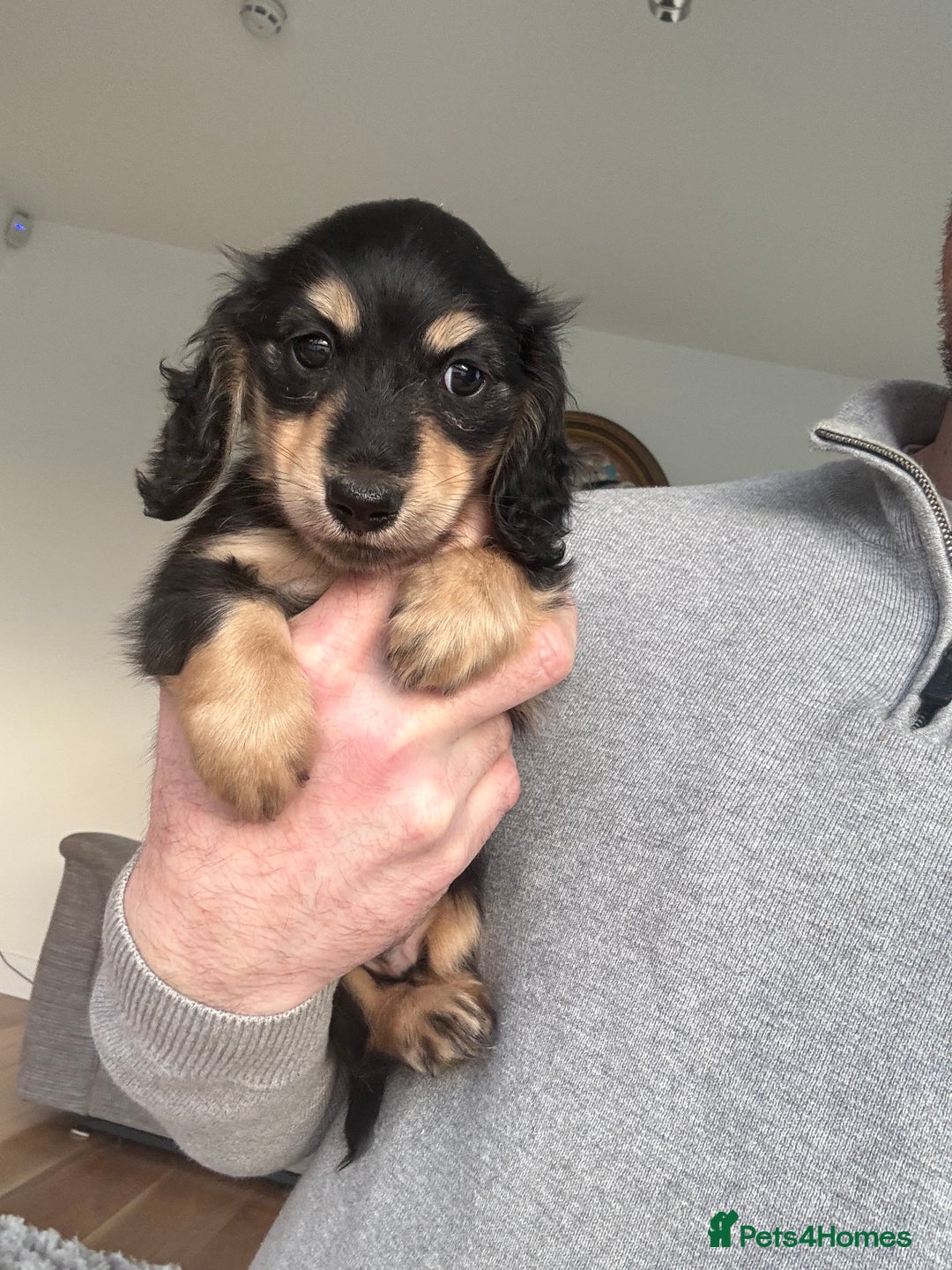 Miniature Dachshund dogs for sale: Miniature dachshund puppies - Advert 7